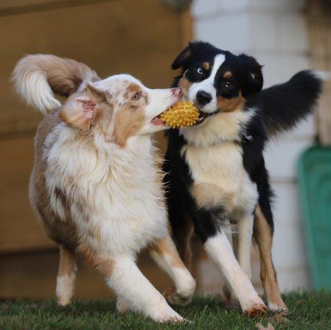 Yuna und HoneyBee_LA__6705